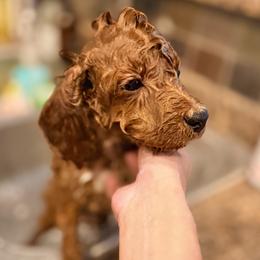 Cavapoo Puppies from Patriot Pups Cavapoos