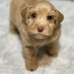 AKC Smaller Red male - Wheaten male Miniature Schnauzer puppy in Calhoun, Georgia from The BrickHouse Miniature Schnauzers