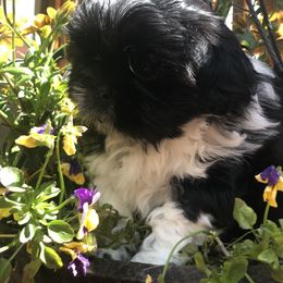 Shih Tzu Puppies from Schiermeister Hof Kennels