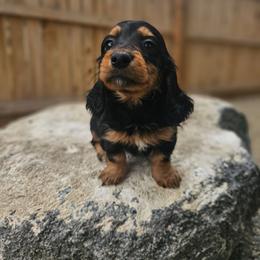 Lilac - Black and tan female Dachshund puppy in Anaconda, Montana from Montana Country Dachshunds