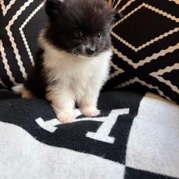 Steph - Black parti female Pomeranian puppy in San Antonio, Texas from San Antonio Pomeranian