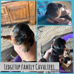 Teal - Black and tan male Cavalier King Charles Spaniel puppy in Greenleaf, Wisconsin from Ledgetop Family Cavaliers