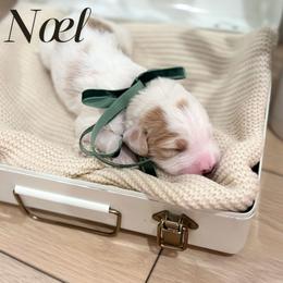 Noel - male Australian Mountain Doodle puppy in Land O' Lakes, Florida from Olive’s Little Farmhouse Doodles