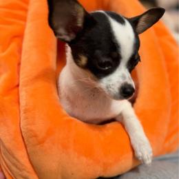 Annie - Black and white female Chihuahua puppy in Amity, Pennsylvania from Rhoda and Verna