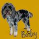Barley
