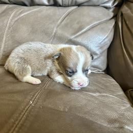 Sable bluie girl - Blue female Pembroke Welsh Corgi puppy in Clinton, Tennessee from High Hopes Farm