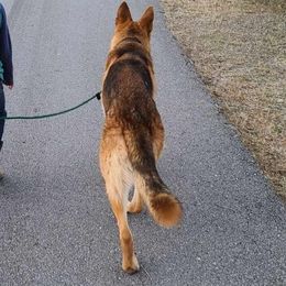 German Shepherds from Laura's German Shepherds