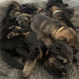German Shepherd Puppies from Vom Haus Bella GSD’s