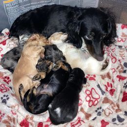 Australian Shepherds and Dachshunds from Fair Wether Farm