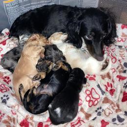 Australian Shepherds and Dachshunds from Fair Wether Farm