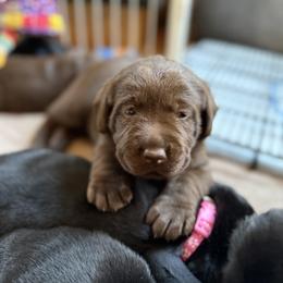Labrador Retriever Puppies from Hillstone Labradors