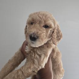 Chai - Brown and white female Sheepadoodle puppy in Woonsocket, Rhode Island from Regalpups