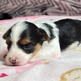 Rosita - Parti Yorkshire Terrier puppy in Elon, North Carolina from Parti Yorkies