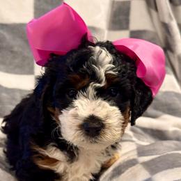 Millie - Tri-color female Bernedoodle puppy in Auburndale, Florida from Florida Mini Bernedoodles