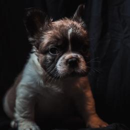 Prince - Fawn and white male French Bulldog puppy in Battle Ground, Washington from Ferguson's Bulldogs
