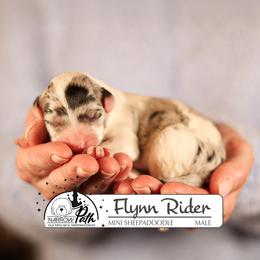 Flynn Rider - Blue merle and white male Sheepadoodle puppy in Cleveland, Tennessee from Narrow Path Old English & Sheepadoodles