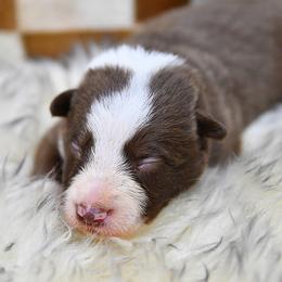 Boy 3 - White and red male Border Collie puppy in Shelbyville, Tennessee from C Horns Ranch Border Collies