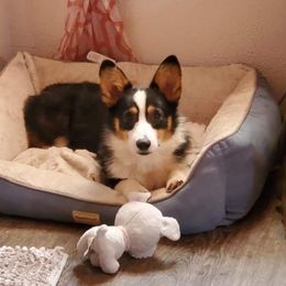 American Corgi All Grown Up from Enchanted Corgi Butts