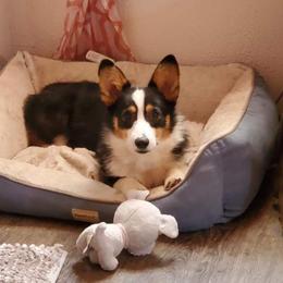 American Corgi All Grown Up from Enchanted Corgi Butts