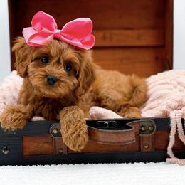 Lainey - Red female Cavapoo puppy in North Carolina from NC Doodle Puppies