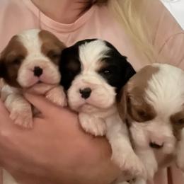 Cavalier King Charles Spaniel Puppies from SHANNON'S CAVALIERS
