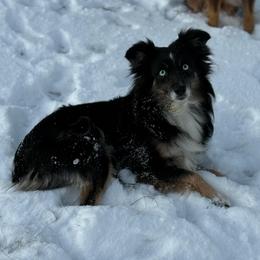 Nova - Miniature Australian Shepherd