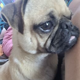 Missy - Pug