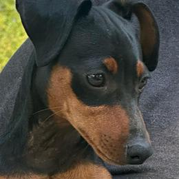 Runner - Black and rust male Miniature Pinscher puppy in Nashville, Tennessee from Aztex Min Pins