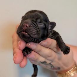 Yogi The Bear - Tricolors male French Bulldog puppy in Porter, Texas from Whatabulldog