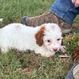 Pink - White female Cavapoo puppy in Wesson, Mississippi from Southern Country Doodles