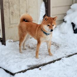 Shiba Inu puppies from Tobitatsu Shiba Inu