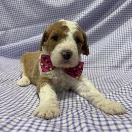 Pluto - Parti male Goldendoodle puppy in Camden, North Carolina from Oopsie Doodles of NC