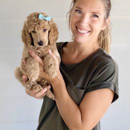Bernedoodle, Goldendoodle, and Poodle Puppies from Central Valley Canine Companions