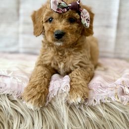 Rosie - Red female Cavapoo puppy in Lewiston, Utah from Mountain View Doodles