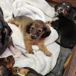 Dachshunds from Climate City Doxies