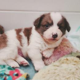 American Corgi and Pembroke Welsh Corgi Puppies from The Adirondack Corgi
