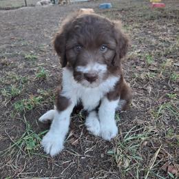 Aussiedoodle and Miniature Australian Shepherd Puppies from Aussies Acre