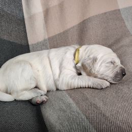 Girl 5 - female Golden Retriever puppy in Seymour, Missouri from High Road Golden Retrievers