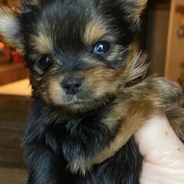Yorkshire Terrier Puppies from Lake Life