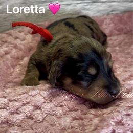 Loretta - Dapple female Dachshund puppy in Jena, Louisiana from Amy’s Mini Doxies
