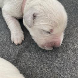 Pink - Light golden female Golden Retriever puppy in Williamsport, Maryland from Feather Fletched English Goldens