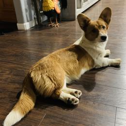 Cardigan Welsh Corgis and Pembroke Welsh Corgis from Monarch Corgis