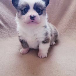 Pembroke Welsh Corgi Puppies from Creme De La Creme Corgis