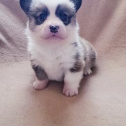 Pembroke Welsh Corgi Puppies from Creme De La Creme Corgis