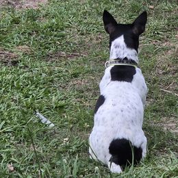 Teddy Roosevelt Terriers from MOONSHINE TERRIERS