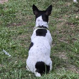 Teddy Roosevelt Terriers from MOONSHINE TERRIERS