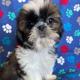 Joshua - Black and white male Shih Tzu puppy in Hemet, California from Aloha Shih Tzu