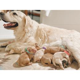 Golden Retriever puppies from Gillit Family Goldens of NTX