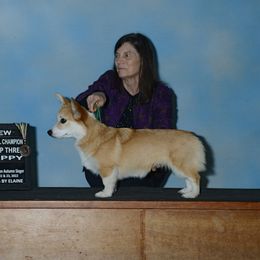 Pembroke Welsh Corgi Puppies from Outlands Corgis