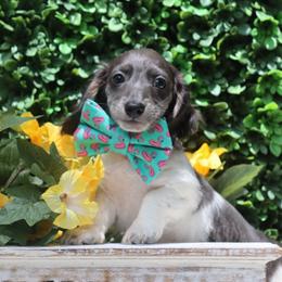 Saylor - Piebald male Dachshund puppy in Woodbine, Georgia from Bowdachs Cream Pies